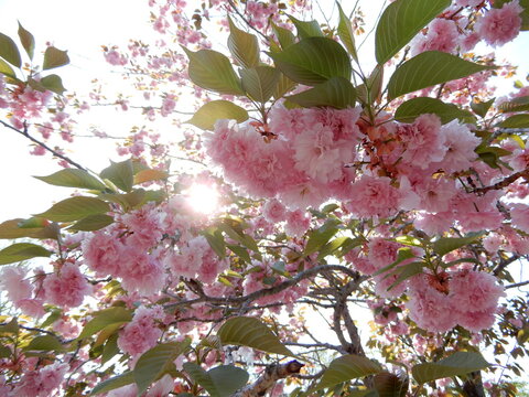 pink cherry blossom, yae sakura, in full bloom in spring