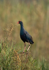 Grey-headed Swamphen perched on green at Asker Marsh, Bahrain