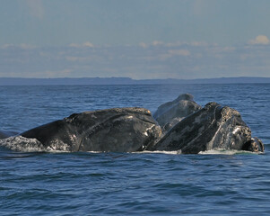 Several male North Atlantic Right Whales engage in courtship - Grand Manan, Bay of Fundy, Canada