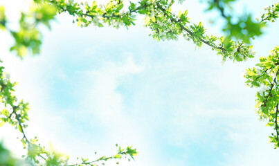 Obraz na płótnie Canvas Blue sky floral frame.Spring backdrop. Natural decoration.