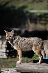 Fototapeta premium coyote