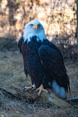 Bald eagle