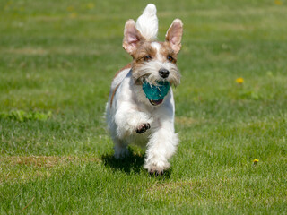 Jack Russell Terrier Close Up.