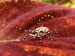 Insect on a leaf