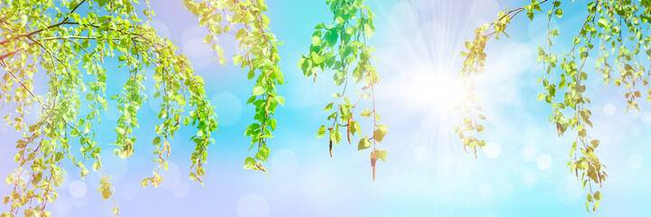 Spring-summer background - young tender birch leaves against the background of the blue sky and the sun, sunbeams.