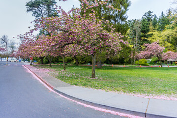 Fototapeta na wymiar Spring Blossoms At Seattle Park 2