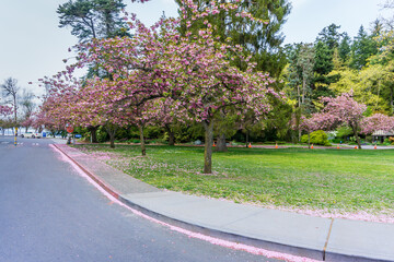 Spring Blossoms At Seattle Park 2