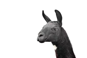 Deurstickers black with white spot llama on white background © _Ligrenok