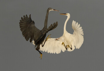 Western reef herons territory fight at Busaiteen coast of Bahrain