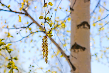 Spring background - a flowering spike of birch trees on a branch. Catkins are downy, pendulous, composed of flowers of a single sex, and wind-pollinated.