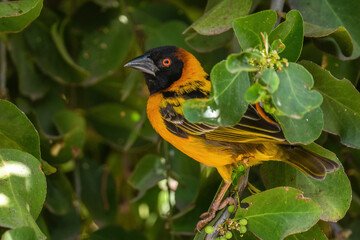 Village Weaver - Ploceus cucullatus, beautiful yellow and black perching bird from African woodlands and gardens, lake Ziway, Ethiopia.