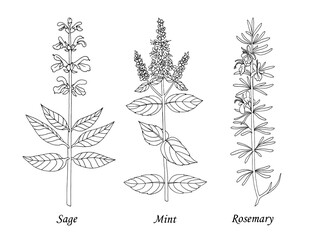 Drawing sage, mint, rosemary. Hand drawn black realistic outline vector illustration.