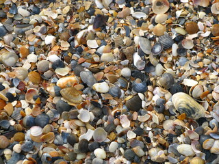 shells on the beach
