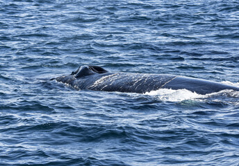 A side view of a surfacing Humpback whale (Megaptera novaeangliae) with two open nostrils (blowholes) visible on the top of its head.  Whale nostrils open only to inhale or exhale (blow).  Copy space.