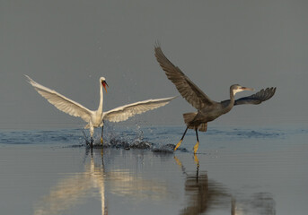 Western reef herons territory fight at Busaiteen coast of Bahrain