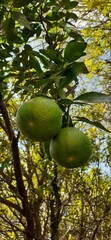 green coconuts on tree