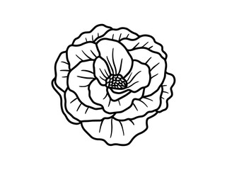 Hand drawing and sketch flower with line art illustration.