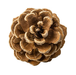 Pinecone isolated on white background with clipping path