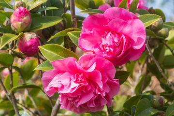 Pink flower of camellia in a garden