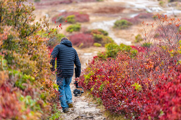 Photographer with camera gimbal walking filming movie video in fall autumn Bear Rocks trail in Dolly Sods, West Virginia of red huckleberry bushes