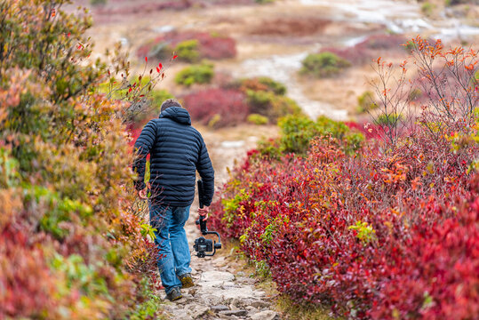 Photographer With Camera Gimbal Walking Filming Movie Video In Fall Autumn Bear Rocks Trail In Dolly Sods, West Virginia Of Red Huckleberry Bushes