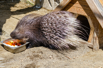 gray porcupine eating from a bowl at the zoo