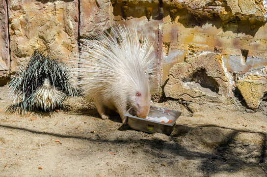 1 503 Best Porcupine Face Images Stock Photos Vectors Adobe Stock