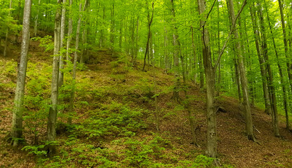 Trees in a green forest