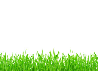 Obraz premium Green grass isolated on white background
