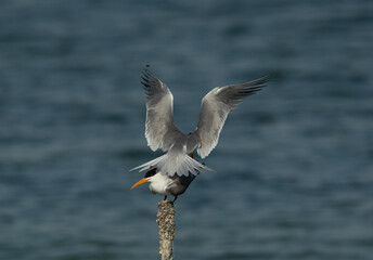 Lesser Crested Terns mating at Busaiteen coast, Bahrain