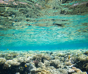 Underwater world panorama. Coral reef ocean light under water