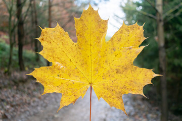 yellow maple leaf closeup forest colorfull decorative design organic outside