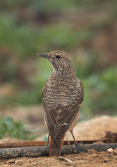 Common rock thrush perched on ground, Bahrain