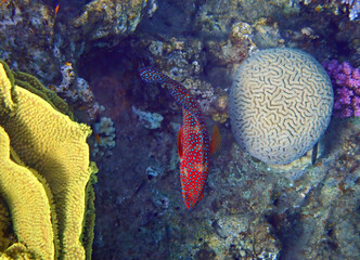 Red coral grouper, scientific name is Cephalopholis miniata, inhabitant of coral reefs of the Red Sea, Middle East, selective focus on the fish 