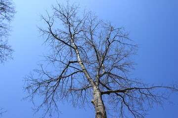 Branches of a tree without leaves. Bottom view. Russia.