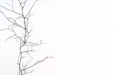 tree branch without leaves on a light background