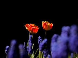 red and yellow tulips