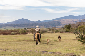 muleteer returning home with his guard dogs, long day of work