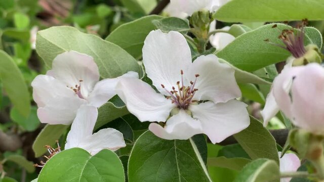 Quince flowers close-up, quince during the flowering period, blossom. Scene D.
