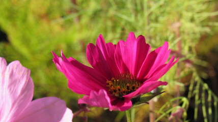 cosmos magenta 