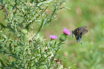 Spicebush Swallowtail at purple wildflower