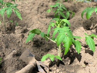 agricultural, agriculture, background, closeup, crop, cultivate, cultivated, cultivation, dirt, edible, environment, farm, farming, field, food, fresh, garden, gardening, green, greenhouse, ground, gr