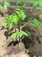 Tomato seedlings are planted in the garden. Growing tomatoes in the ground. Garden and vegetable garden concept. Seedlings of tomatoes сlose-up.