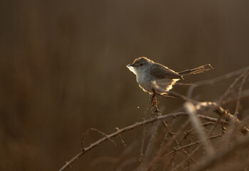 A backlit image of Graceful prinia perched on bush in the morning hours, Bahrain