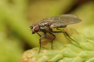 little fly on the plant