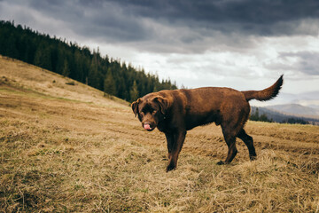 A dog standing on a dry grass field