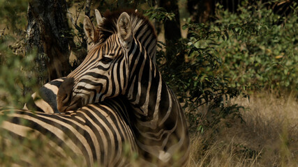 Plains Zebra on African Savannah, Africa Wildlife, South Africa