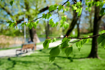 Nad stawem © Dariusz