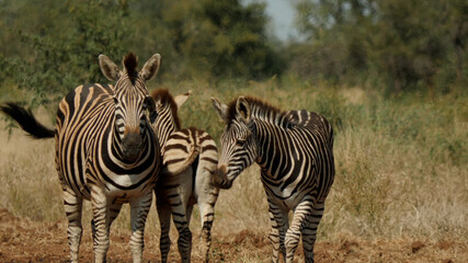 Obraz premium Plains Zebra on African Savannah, Africa Wildlife, South Africa