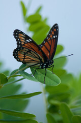 Viceroy on green leaves